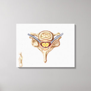 Anatomy Of Human Vertebra Canvas Print