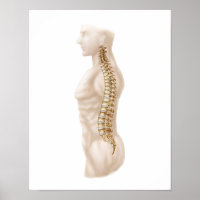 Anatomy Of Human Vertebral Column, Left Lateral