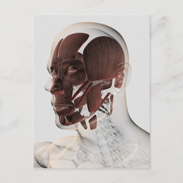 Anatomy Of Male Facial Muscles, Side View Postcard (Front)