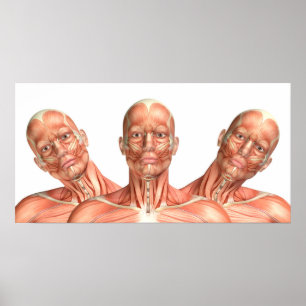 Anatomy of male head muscles in various poses poster