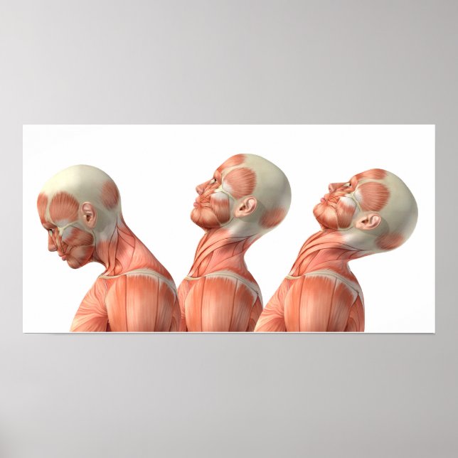 Anatomy of male head muscles in various poses poster (Front)