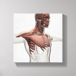 Anatomy Of Male Muscles In Upper Body, Anterior Canvas Print
