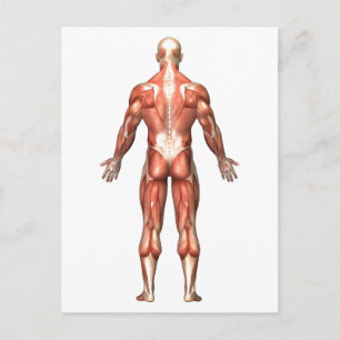 Anatomy Of Male Muscular System, Back View Postcard
