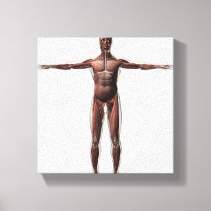 Anatomy Of Male Muscular System, Front View 1 Canvas Print