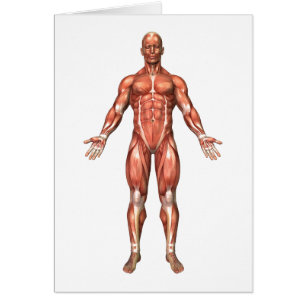 Anatomy Of Male Muscular System, Front View 2