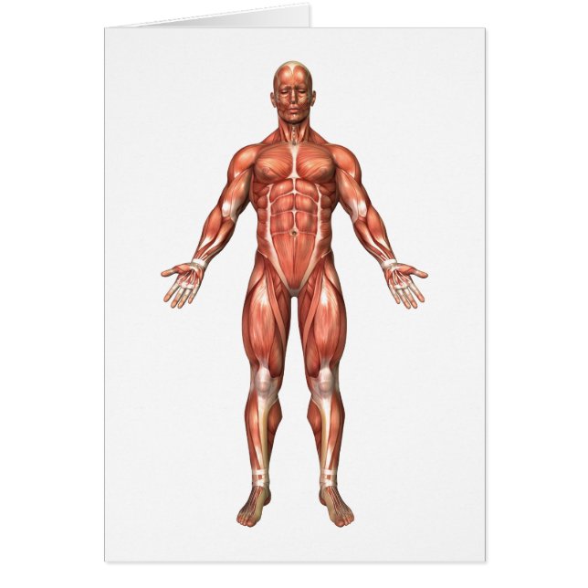 Anatomy Of Male Muscular System, Front View 2 (Front)