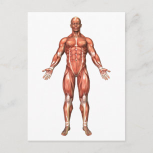 Anatomy Of Male Muscular System, Front View 2 Postcard