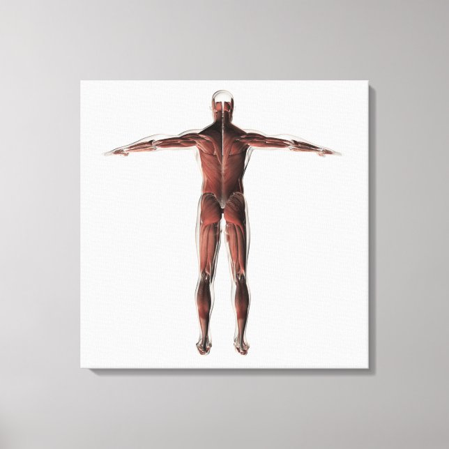 Anatomy Of Male Muscular System, Posterior View Canvas Print (Front)