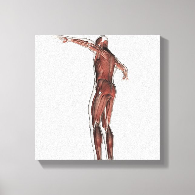 Anatomy Of Male Muscular System, Posterior View Canvas Print (Front)