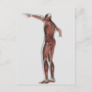 Anatomy Of Male Muscular System, Posterior View Postcard