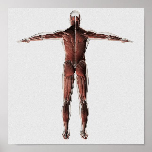 Anatomy Of Male Muscular System, Posterior View Poster (Front)