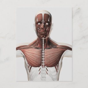 Anatomy Of Male Muscular System, Side View 1 Postcard