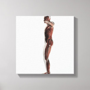Anatomy Of Male Muscular System, Side View 3 Canvas Print
