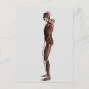 Anatomy Of Male Muscular System, Side View 3 Postcard