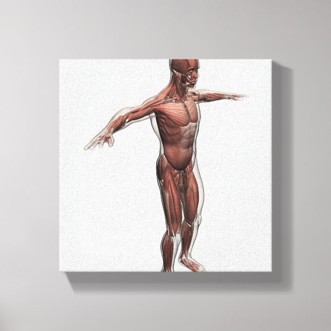 Anatomy Of Male Muscular System, Side View 4 Canvas Print (Front)