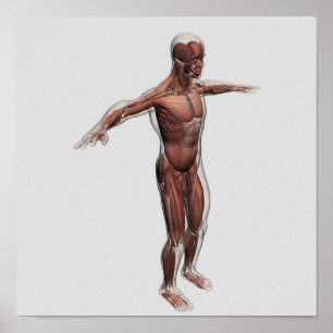 Anatomy Of Male Muscular System, Side View 4 Poster