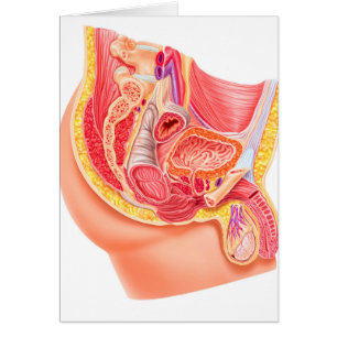 Anatomy Of Male Reproductive System