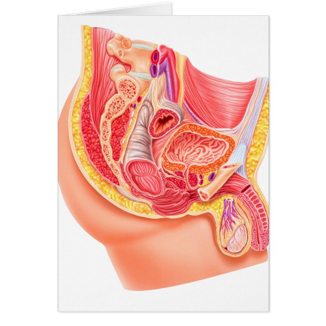 Anatomy Of Male Reproductive System (Front)