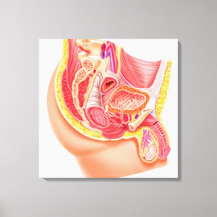 Anatomy Of Male Reproductive System Canvas Print
