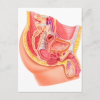 Anatomy Of Male Reproductive System