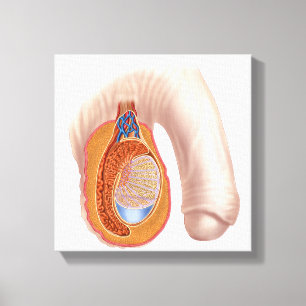 Anatomy Of Male Testis Canvas Print