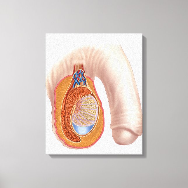 Anatomy Of Male Testis Canvas Print (Front)