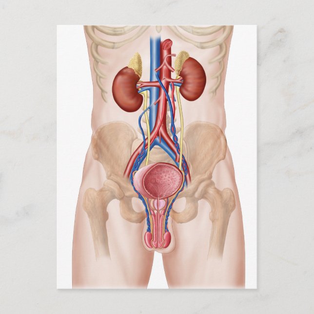 Anatomy Of Male Urinary System Postcard (Front)