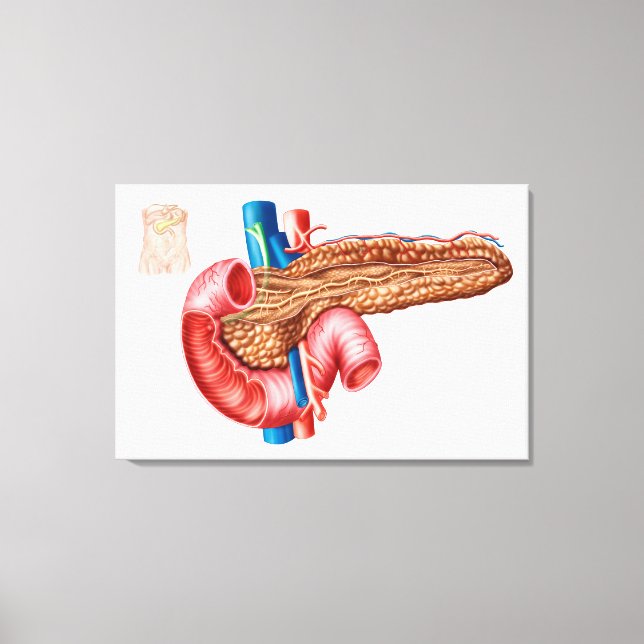 Anatomy Of Pancreas Canvas Print (Front)