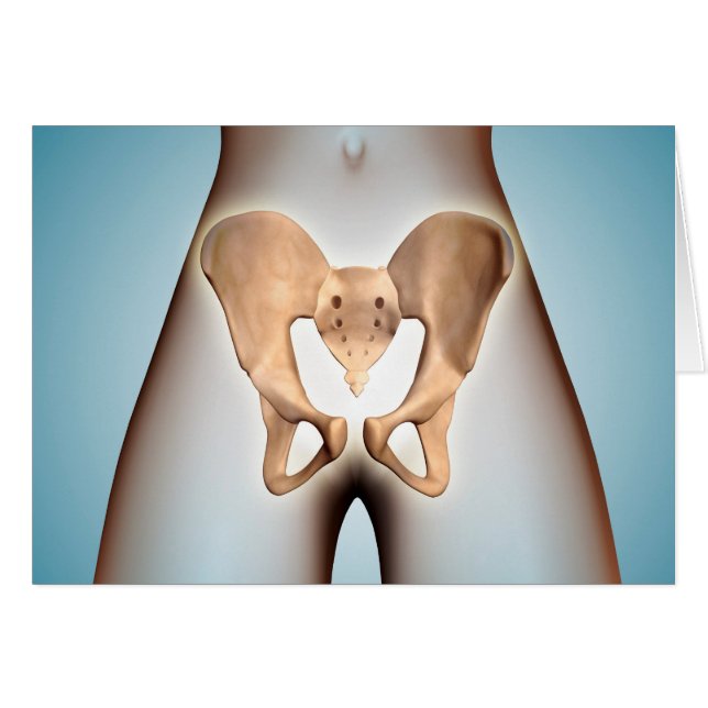Anatomy Of Pelvic Bone On Female Body (Front Horizontal)