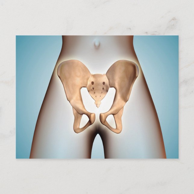 Anatomy Of Pelvic Bone On Female Body Postcard (Front)