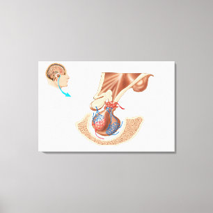 Anatomy Of Pituitary Gland Canvas Print
