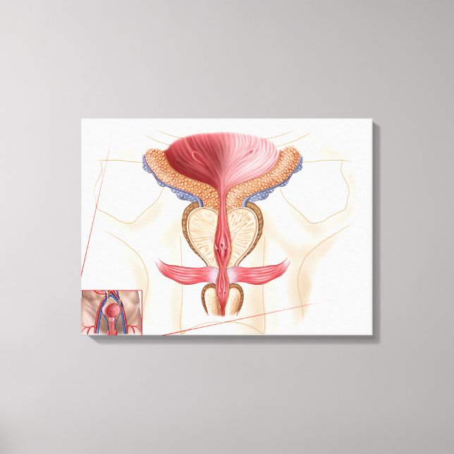 Anatomy Of Prostate Gland Canvas Print (Front)