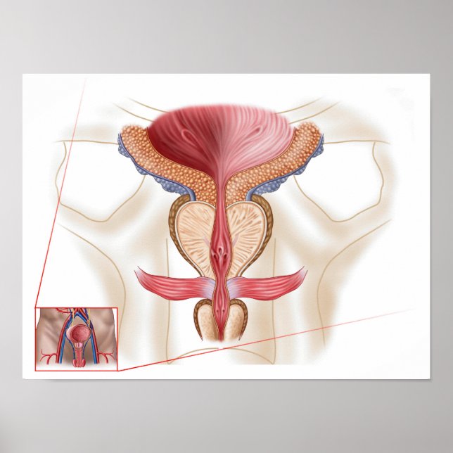 Anatomy Of Prostate Gland Poster (Front)