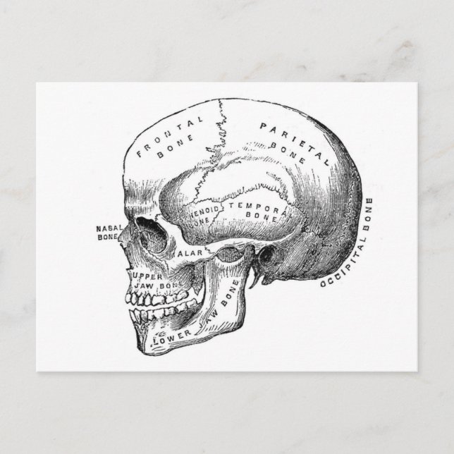 Anatomy of Skull Postcard (Front)