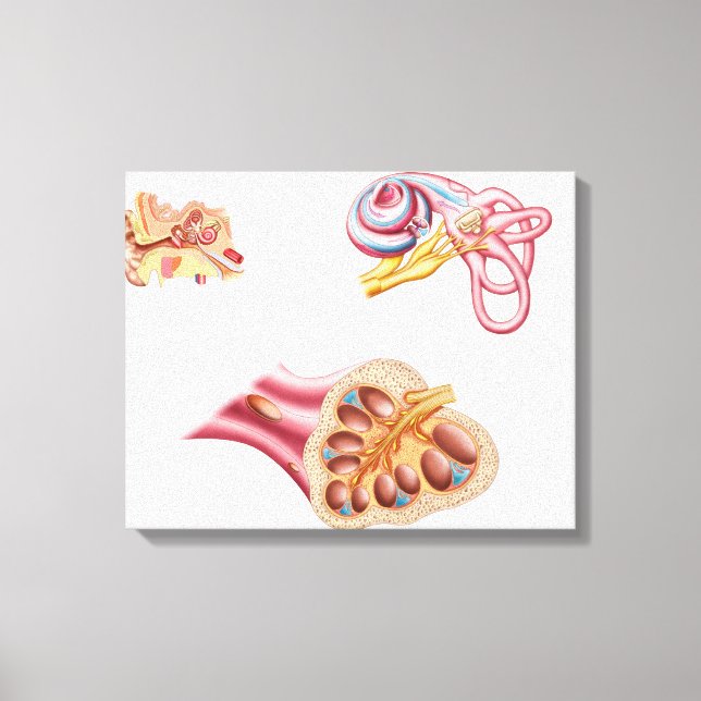Anatomy Of The Cochlear Duct In The Human Ear Canvas Print (Front)
