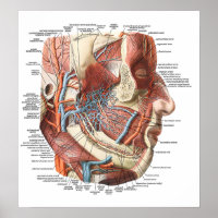 Anatomy of the Face