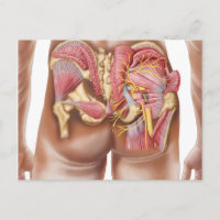Anatomy Of The Gluteal Muscles In Buttocks