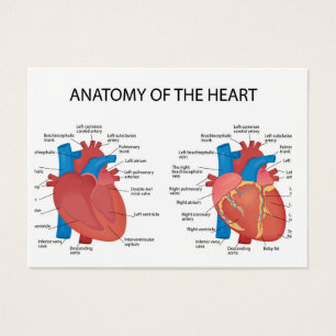 Anatomy of the heart