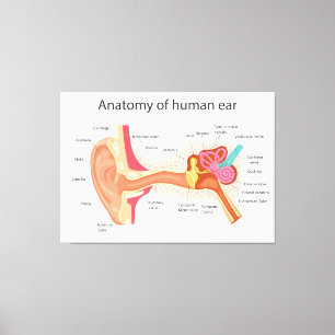 Anatomy of the human ear canvas print