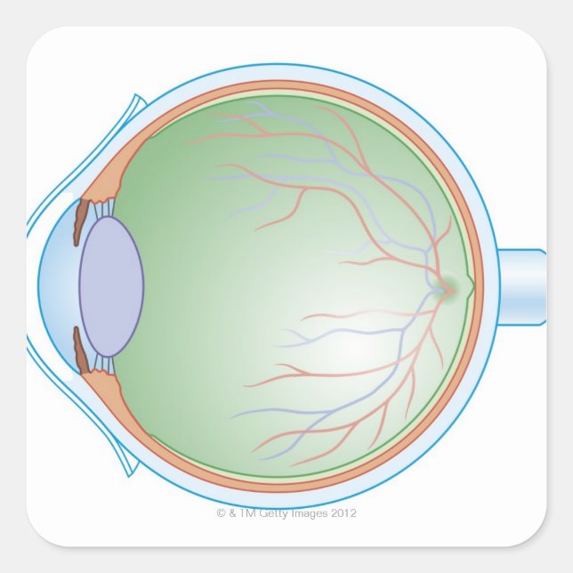 Anatomy of the Human Eye Square Sticker (Front)