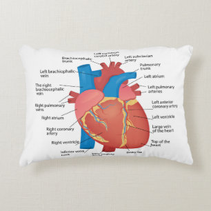 Anatomy of the human heart accent pillow
