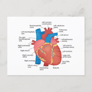 Anatomy of the human heart holiday postcard