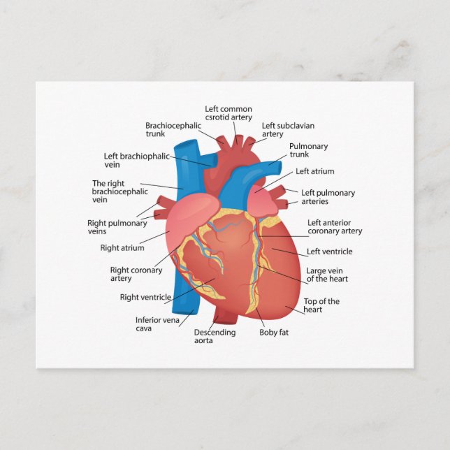 Anatomy of the human heart holiday postcard (Front)