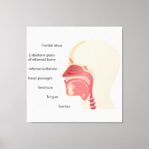 Anatomy of the human nose canvas print