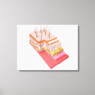 Anatomy Of The Human Skin Canvas Print