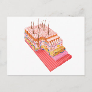 Anatomy Of The Human Skin Postcard