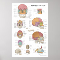 Anatomy of the Human Skull 24 X 36