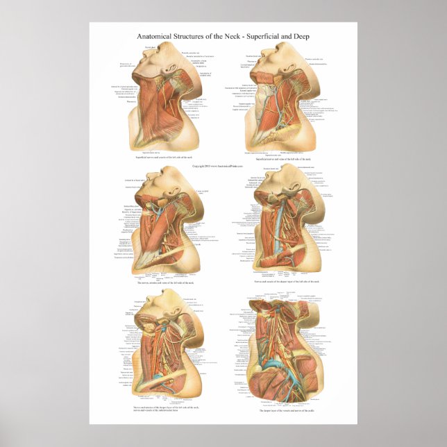 Anatomy of the Neck Chart Superficial & Deep Layer (Front)