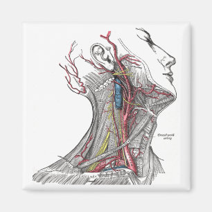 Anatomy of the Neck Magnet