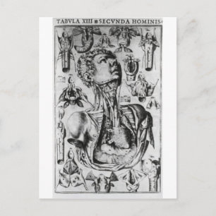anatomy of the respiratory system postcard